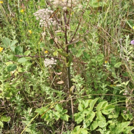 Hogweed (Heraculeum sphondylium)