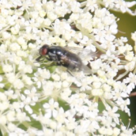 Housefly (Muscidae species - Polietes lardarius)