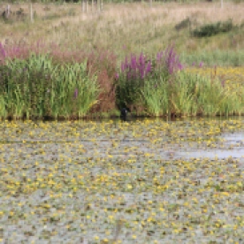 Yellow Iris and Water Dock (Iris pseudacorus & Rumex hydrolapathum)