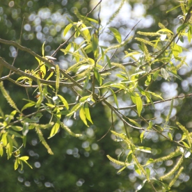 Willow (White Weeping) (Salix alba)
