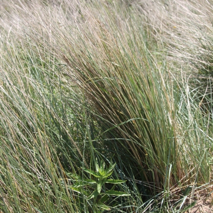 Marram-grass (Ammophila arenaria)