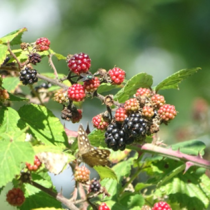 Brambles Blackberries (Rubus fructicosus)