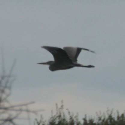 Grey Heron flying (Ardea cinerea)